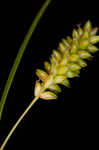 Pale sedge